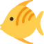 Butterfish Shell