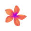 Plumeria