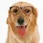 ResearchAgent